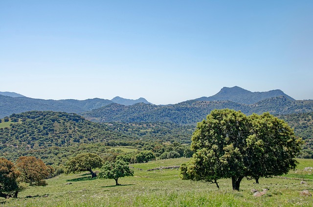 reforestación Sierra de Gata tras incendios proyecto ambiental crowdfunding social